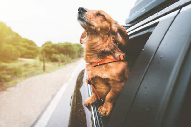 perro viajando en autocaravana 